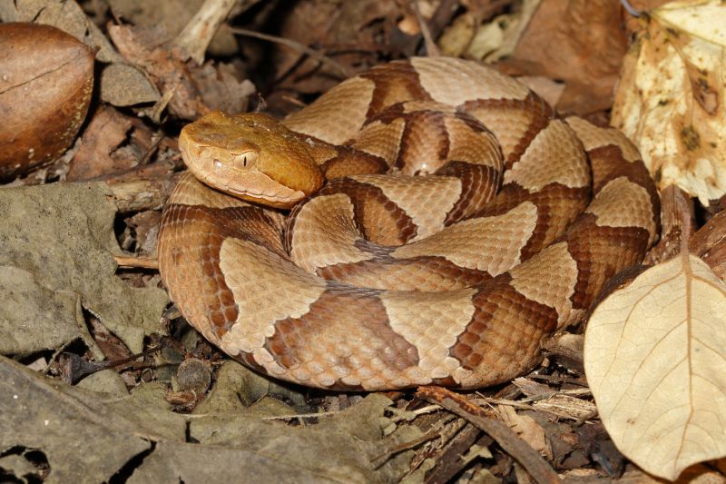 Identifying Venomous Vs. Non-Venomous Snakes And When To Call A Professional