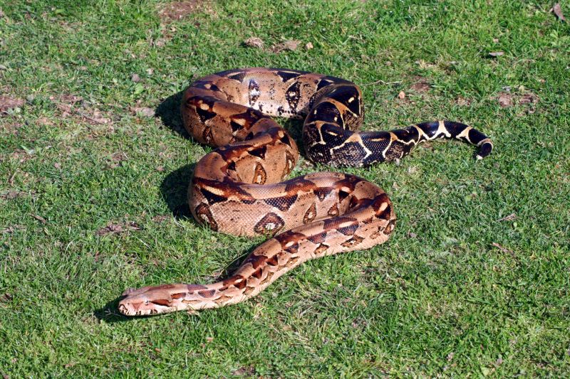 Snake Removal Cost Guide — Cost of Snake Removal