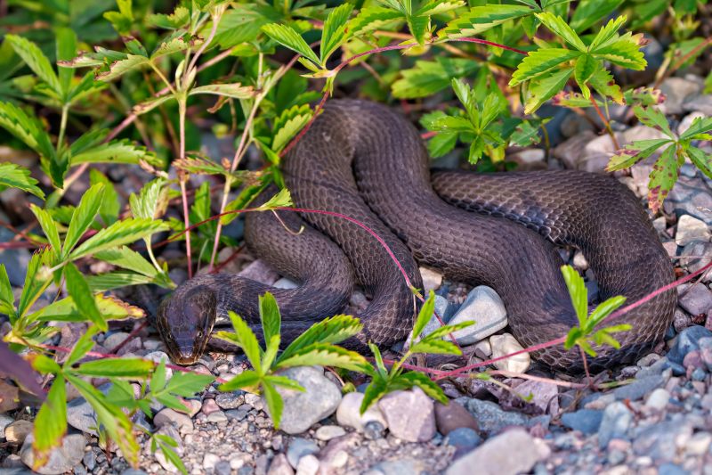 Snake Removal Cost Guide — Cost of Snake Removal
