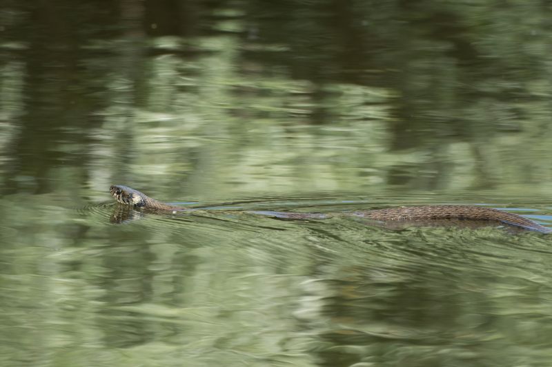 Snake Removal Cost Guide — Cost of Snake Removal
