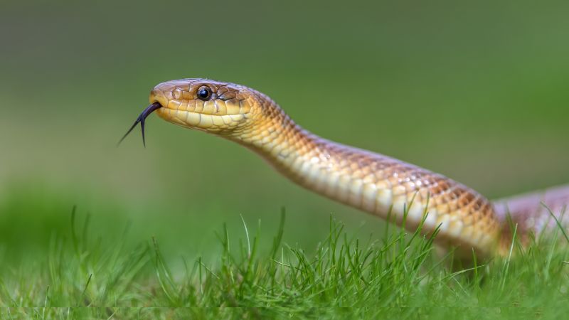 Snake Encounter Prevention