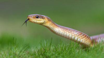 Snake Sightings In Yards: What They Mean For Homeowners
