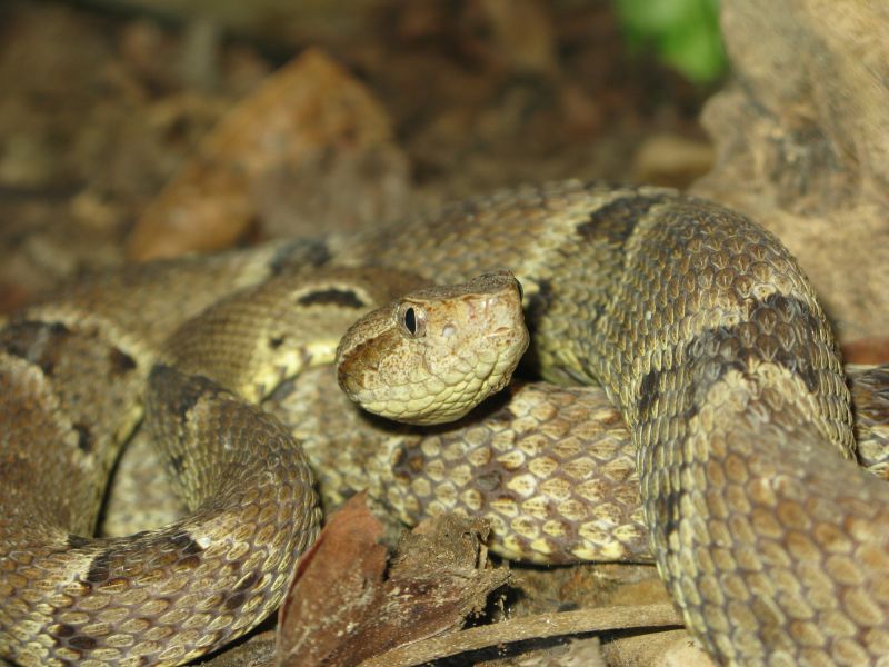 Snake Sightings In Yards: What They Mean For Homeowners