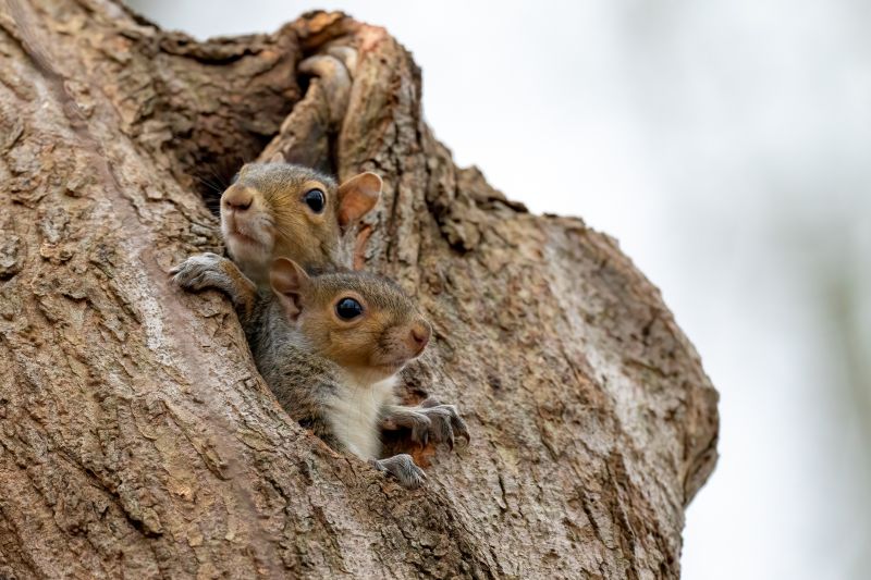 Squirrel Chewing Wires