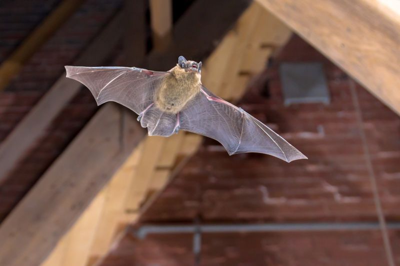 Bat Roosting in Attic