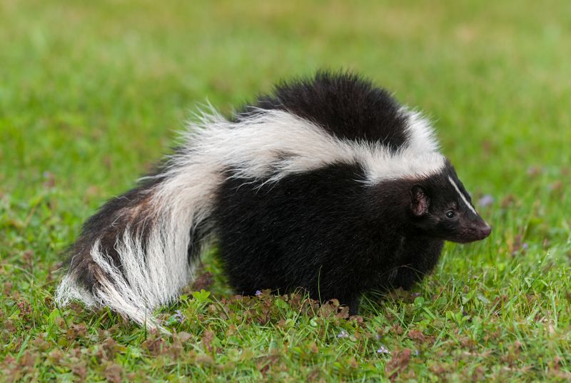 Skunk Near Property