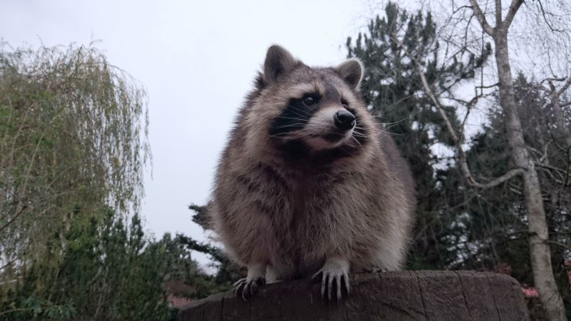 Raccoon Climbing Tree