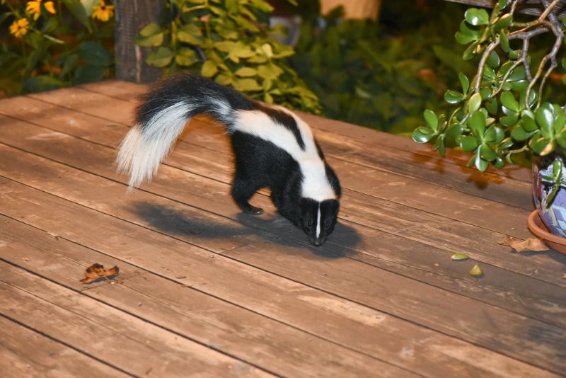 Skunk Under Deck