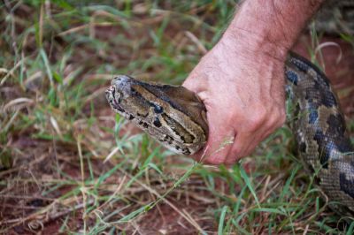 Hire a Professional To Safely Remove Any Snakes on Your Property!