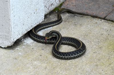 Keep Snakes Away From Your Home or Business!